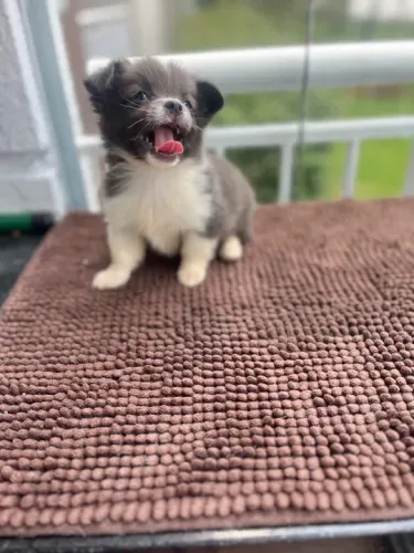 Chihuahua pelo longo blue, macho cor exótica