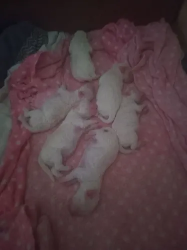 Cachorros