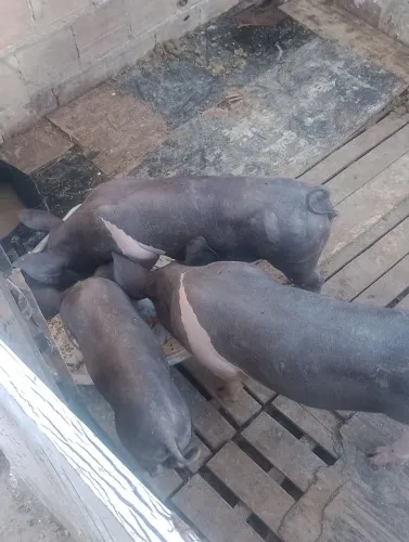Vendo 3 porquinha
