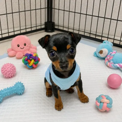 Pinscher miniatura zero de verdade só macho!