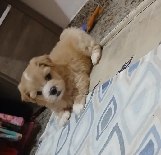 Spitz alemão filhote 