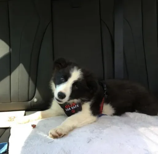 Filhotes de Border Collie | Um pet para transformar sua rotina.