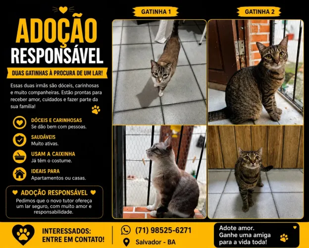 Doação Gata Fêmea