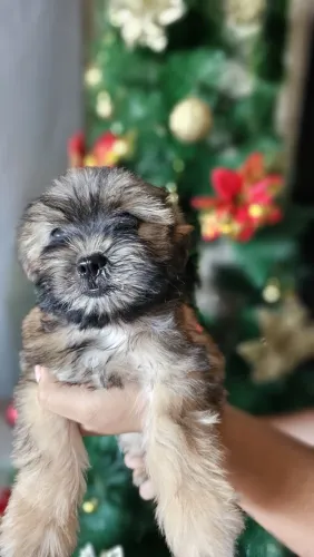 Vende-se filhotes de poodle