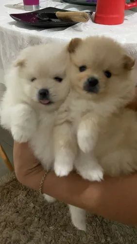 Vendo filhote de lulu da Pomerânia