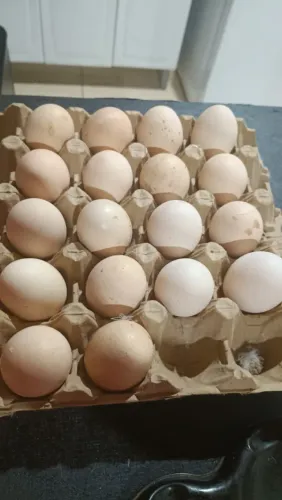Ovos de brahma light