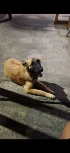Estou doando um cachorro filhote motivo viagem