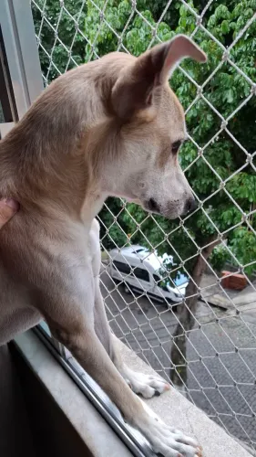 Cachorro macho para ADOÇÃO RESPONSÁVEL!!