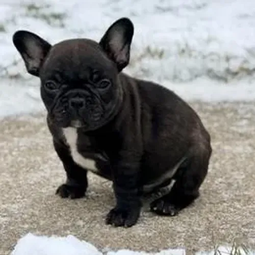 Bulldog Francês,Bulldog Francês Filhote Selecionado Alta Procedência