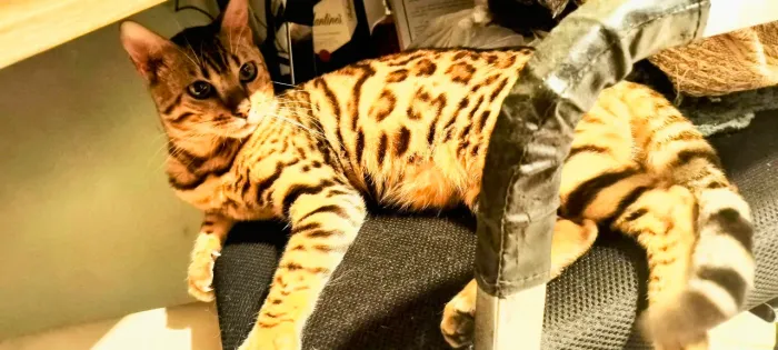 Gato Bengal pedigree procura namorada