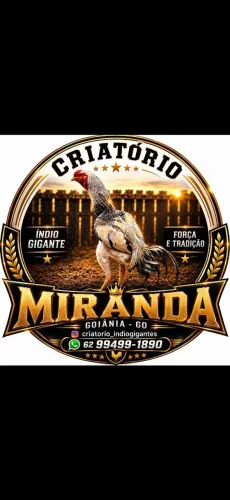 Venda de frangos, ovos, galados e pintinhos índio gigante. 