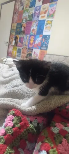 Doação de Gatinha