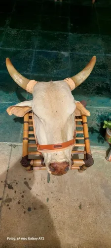 Garrafa Cabeça de Boi
