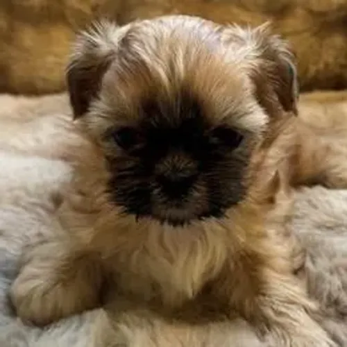 Shih Tzu,Shih Tzu Filhote Selecionado com Alta Procedência e Muito Encanto