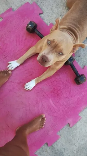 Doando Pit bull
