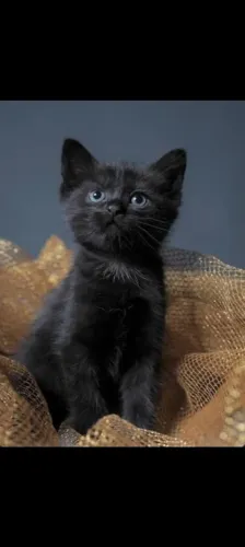 Angorá preto apronta entrega 