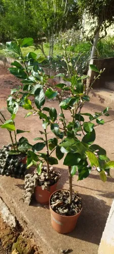 Enxerto de limão siciliano produzindo 