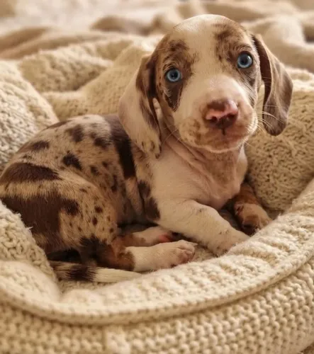 Filhote de Basset dachshund Macho Olhos Azuis chocomerle