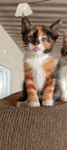 Gatinhas Para Doação