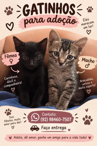 Adoção de gato