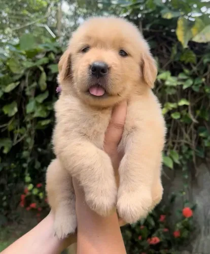 Golden Retriever - Filhotes Encantadores