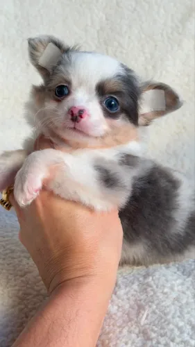 Chihuahua exótico!!! Beleza que impressiona a primeira vista