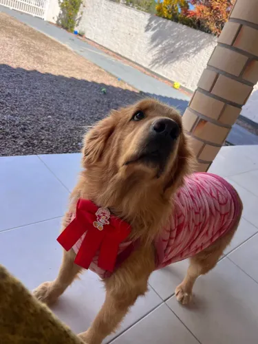 Doa-se Golden Retriever