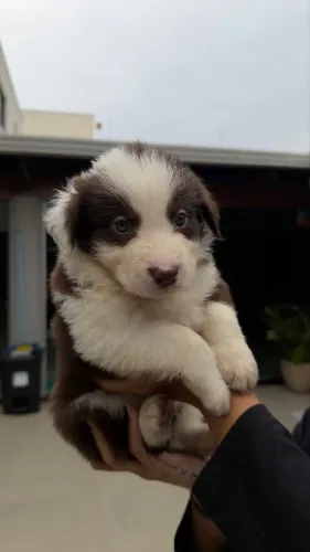 Filhotes de Border Collie 