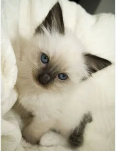 Gatinho siamês disponível