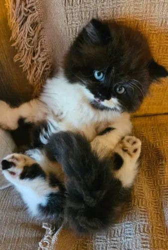 Filhotes de gato persa disponíveis 