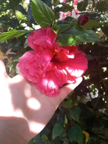Hibisco 