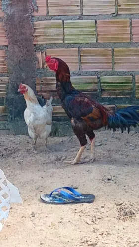 Vende se casal de galinha