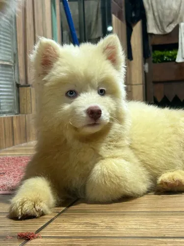 Vendo Husky Siberiano