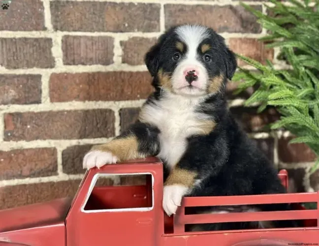 Cachorro filhote bernese pelagem densa e dócil com contrato