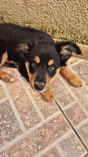 Lindos filhotes de Border Collie