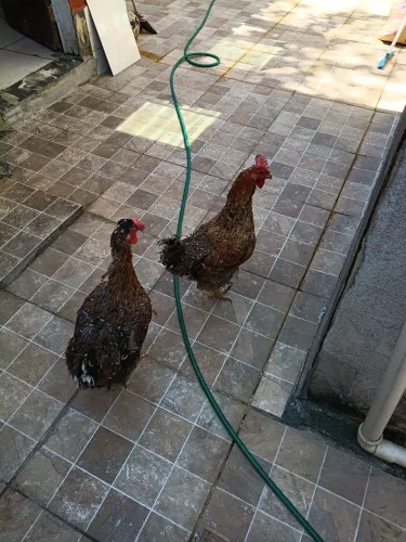 Galinha Sertaneja Balão