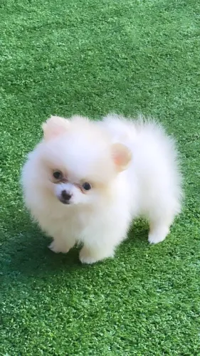 Lulu Anão Filhote doação