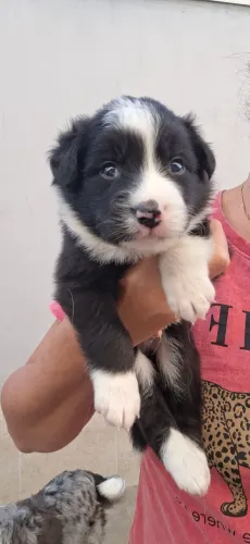 Filhotes machos border collie
