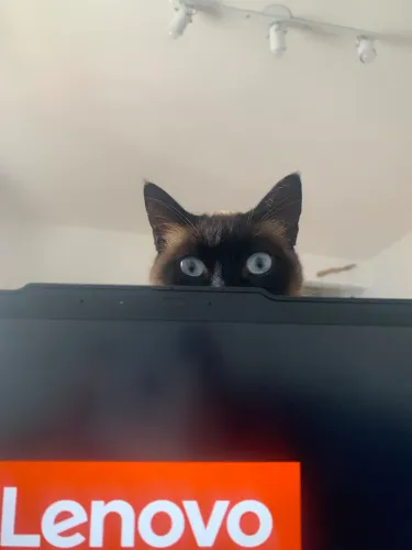 Adoção gatos siameses