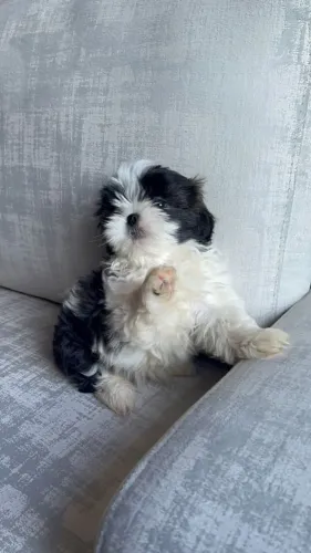 Lhasa Apso Confiança que não falha