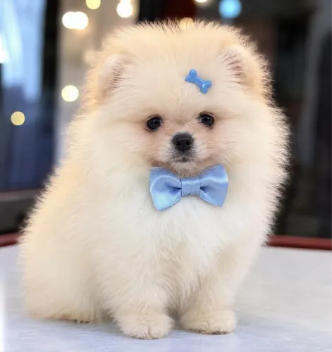 Lulu da Pomerania  anão