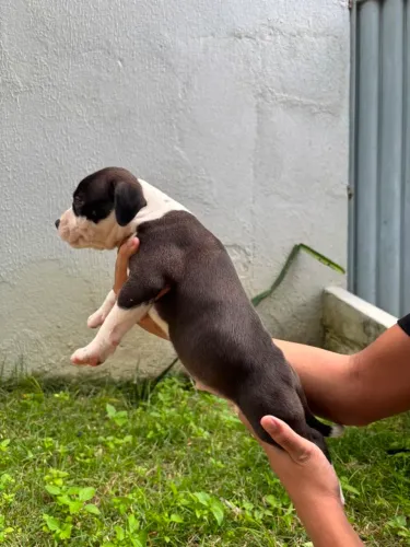 PITMONSTER, PITBULL