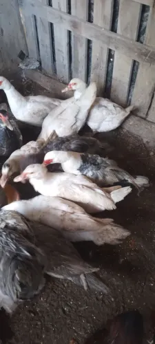 Vendo patos 