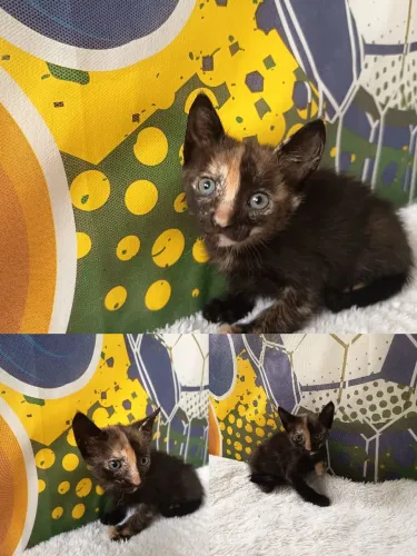 Gatinha para adoção Responsável. A única que ainda não tem um lar?