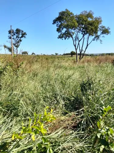 Fazenda Pronta 600 Hec na beira da rodovia 