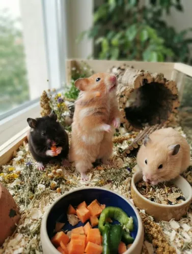 Hamsters Sírios (Fêmeas Adultas)
