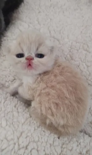 Filhote de Gato Persa Macho