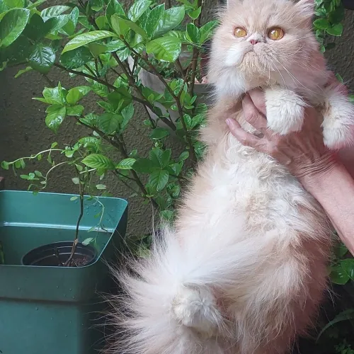 Persa fêmea 1 com 7 mês  uma com 80 dias rasa pura 