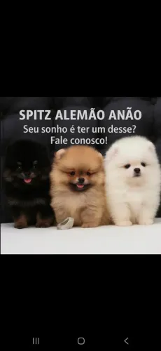 Spitz alemão anão 