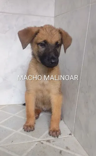 Cachorro 